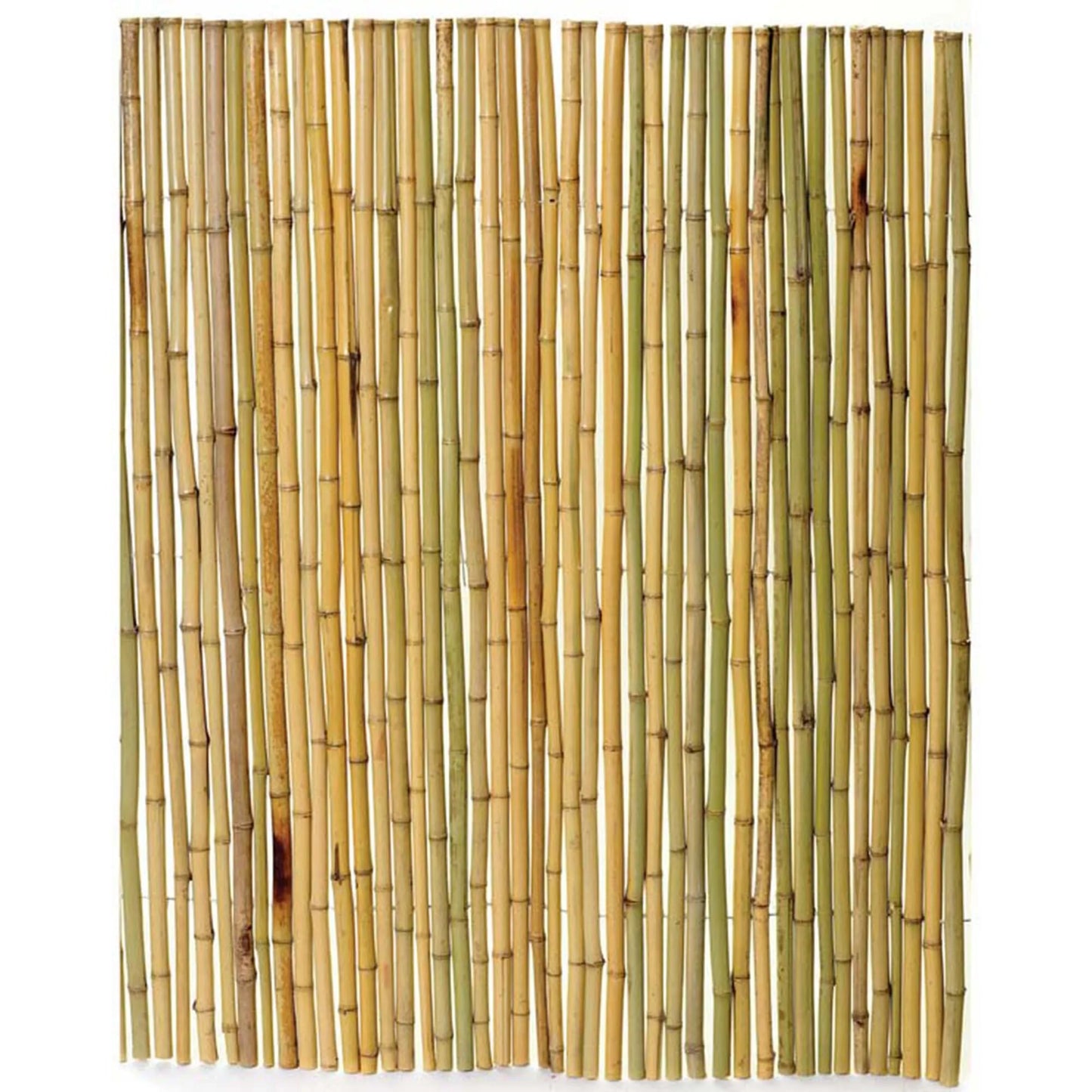 Κίτρινο Bamboo με Inox Δέσιμο BAMBOO YELLOW 25-30mm με INOX σύρμα 150(Υ) x 250εκ