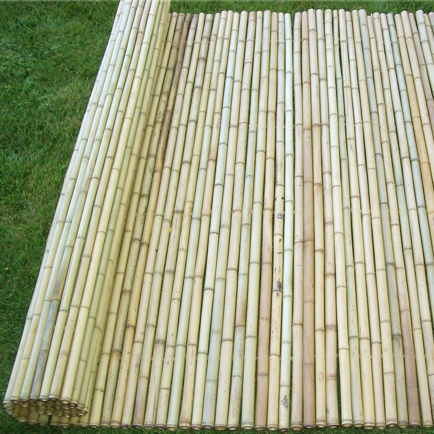 Κίτρινο Bamboo με Inox Δέσιμο BAMBOO YELLOW 25-30mm με INOX σύρμα 200(Υ) x 250εκ
