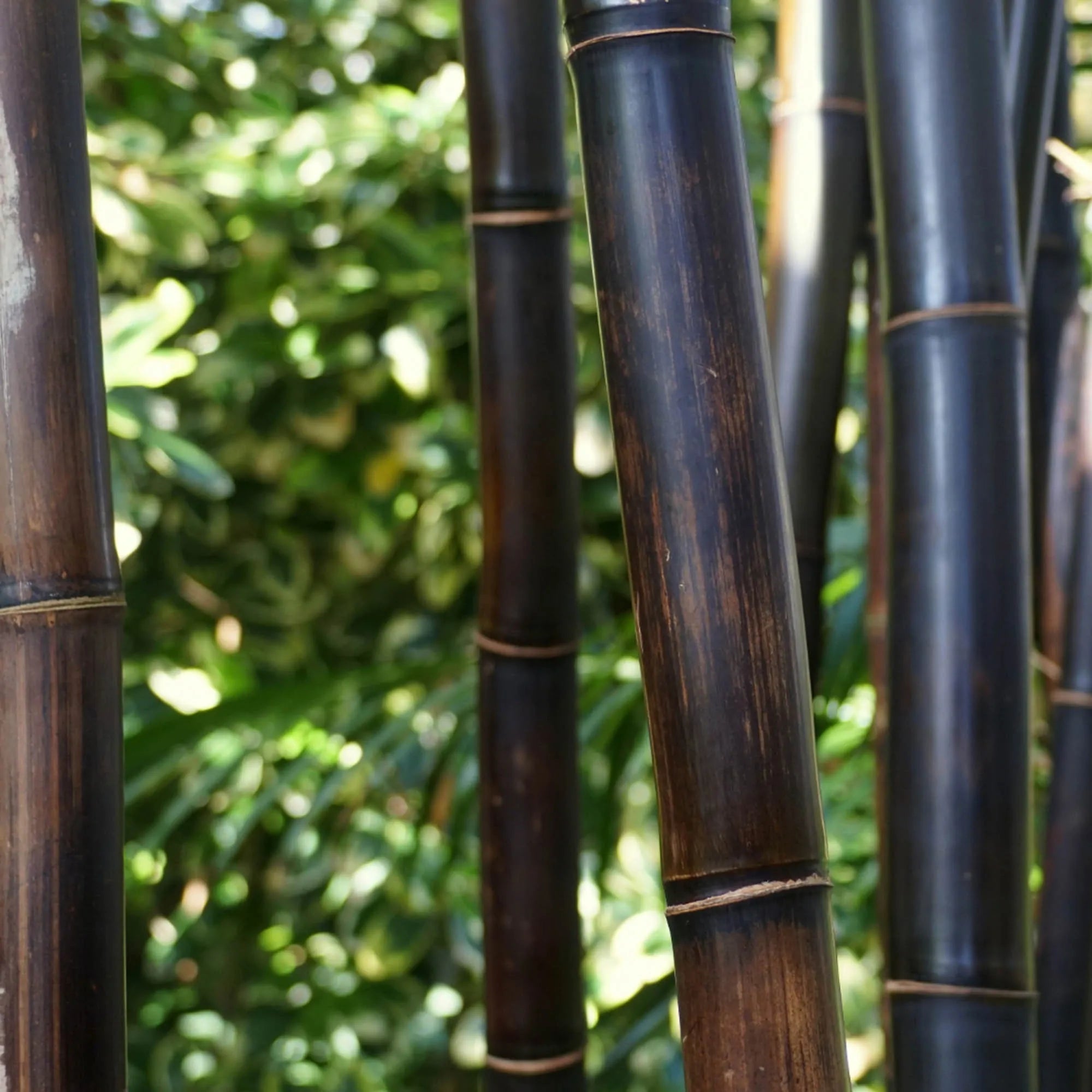 Καλαμωτή μπαμπού Μαύρο Ø25-30mm BAMBOO ΦΥΣΙΚΟ ΜΑΥΡΟ 25-30mm 100(Υ) x 250εκ